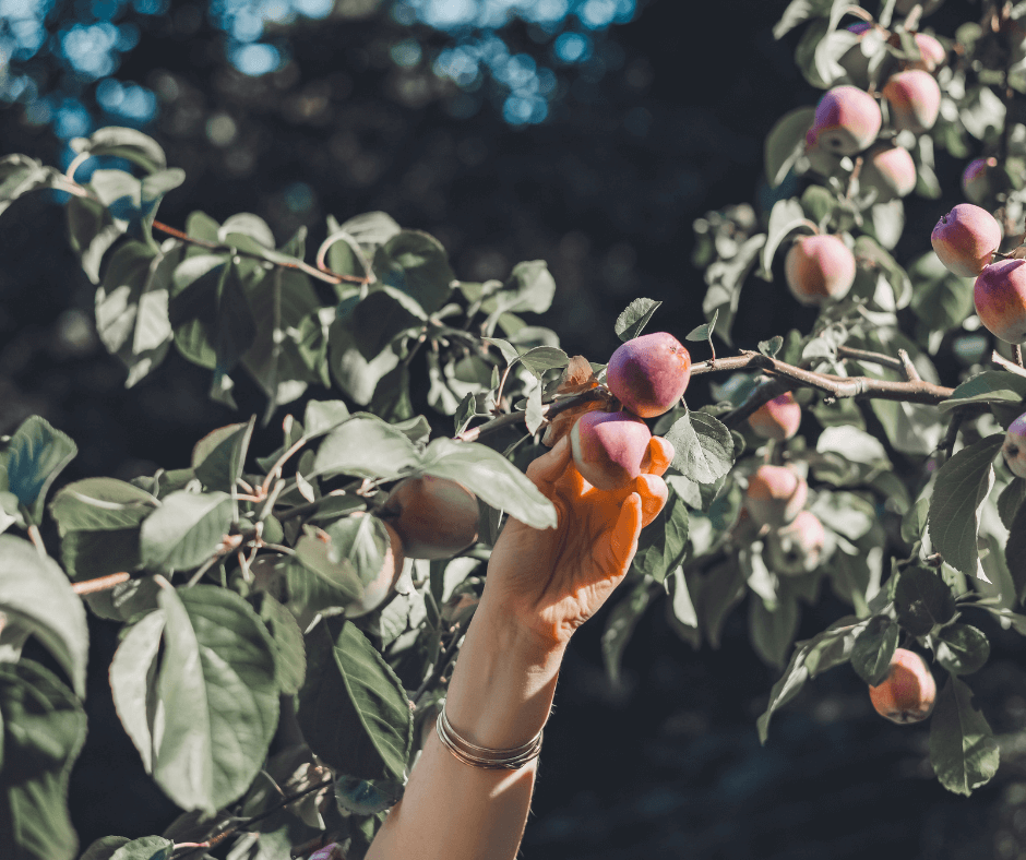 Mabon Rituals & Celebrating Fall Equinox