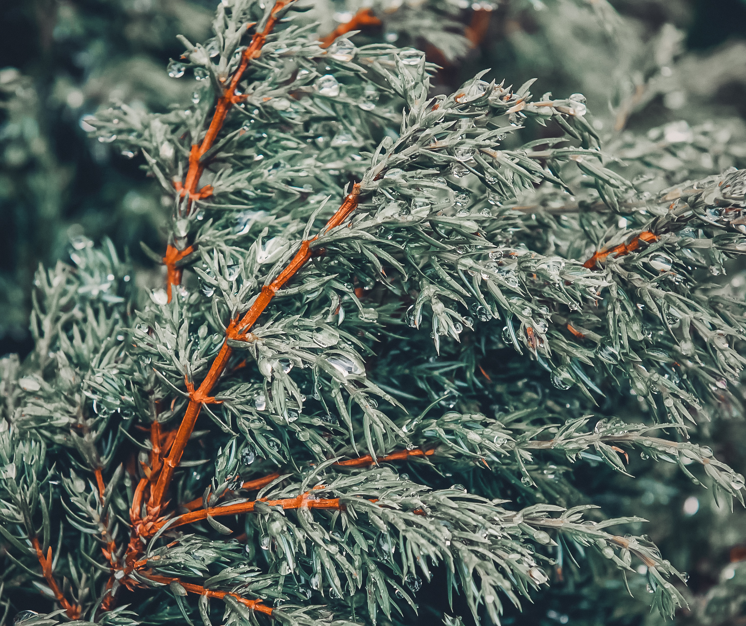 A large, majestic cedar tree standing as a silent guardian in a misty green forest, representing spiritual protection and grounding.