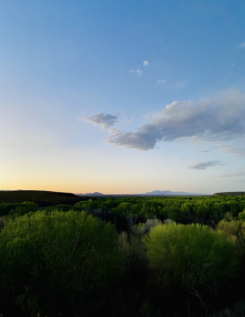 Cloud drifting over seemingly endless treetops illuminated by the twilight.