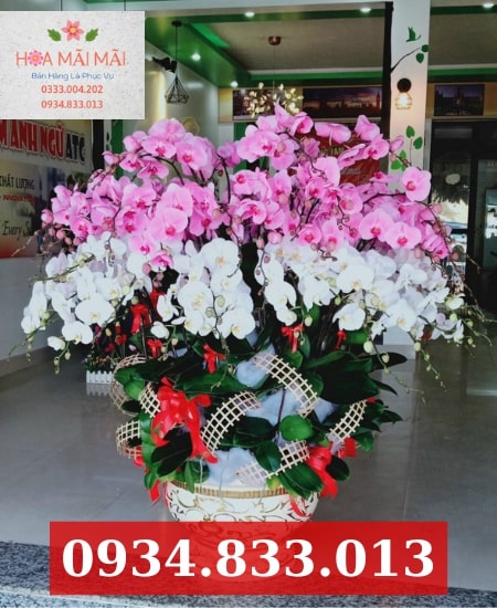Cửa Hàng Lan Hồ Điệp Chúc Mừng Khai Trương Hà Nội