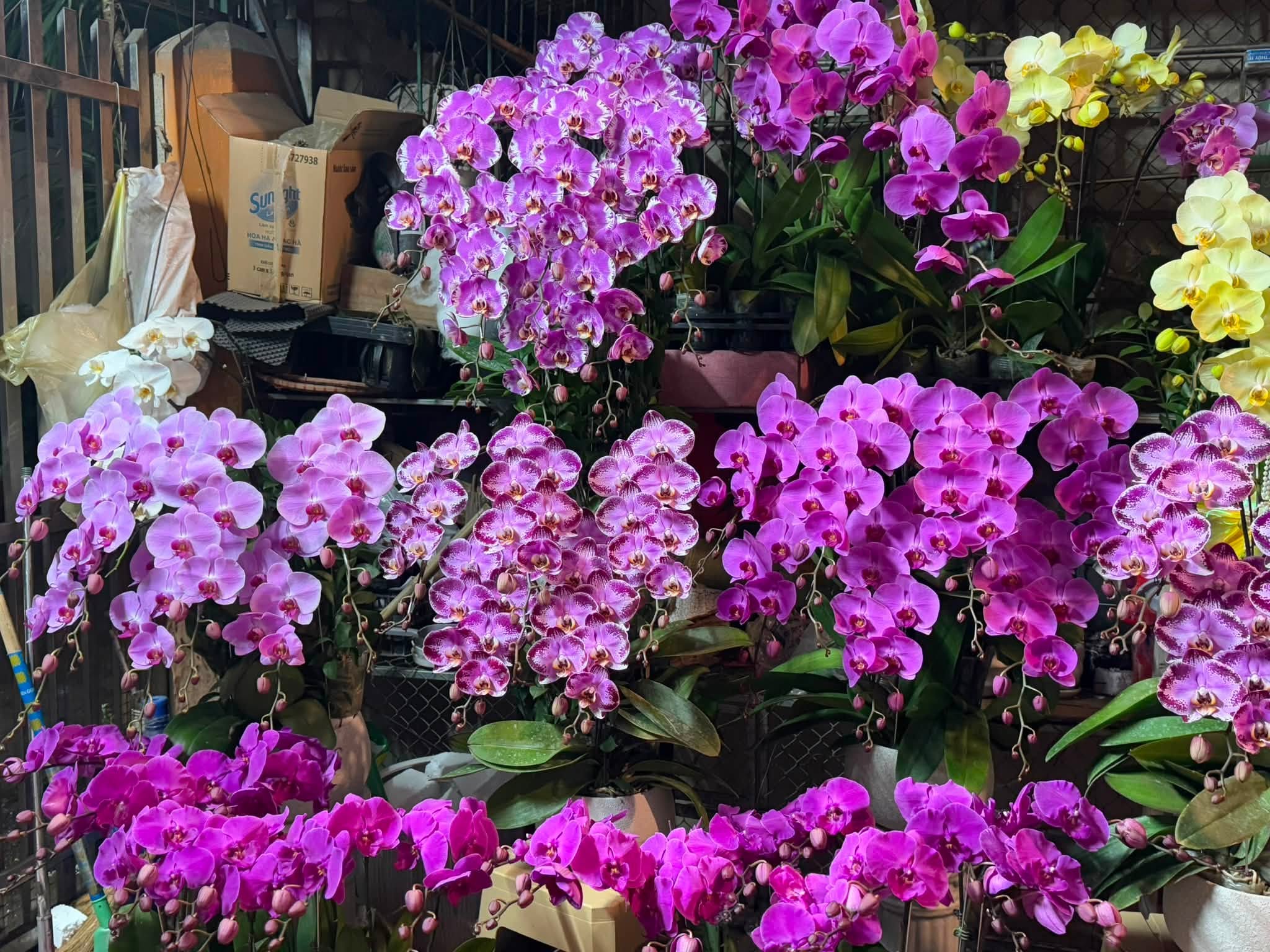 đặt hoa lan hồ điệp hà nội