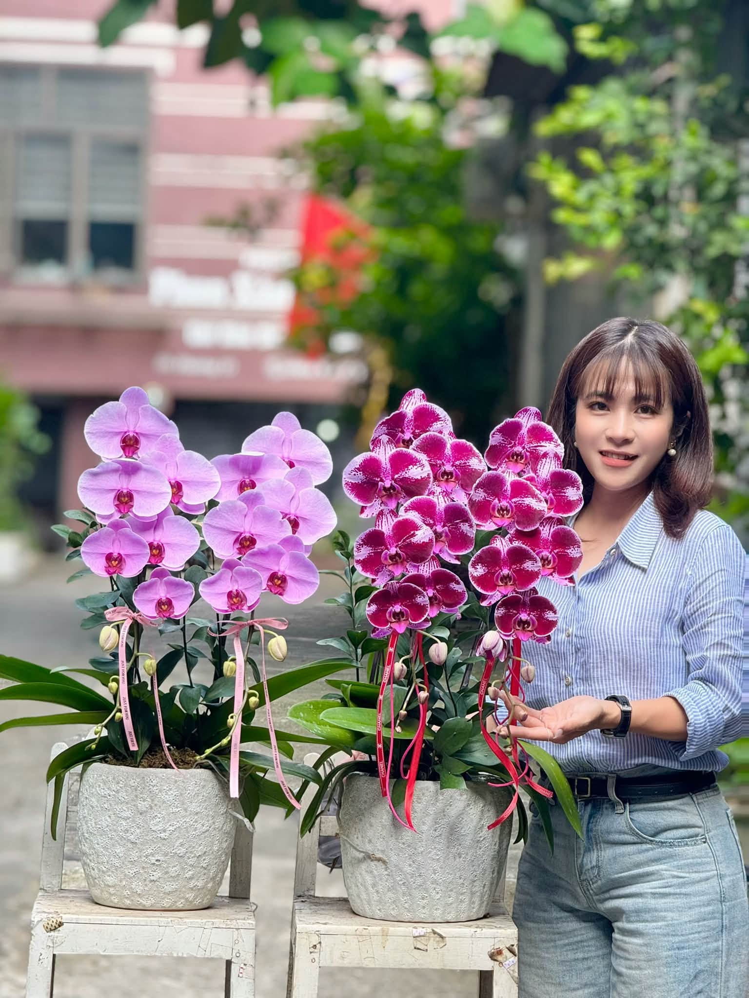 Dịch Vụ Lan Hồ Điệp Chuyên Nghiệp Lang Chánh, Thanh Hóa