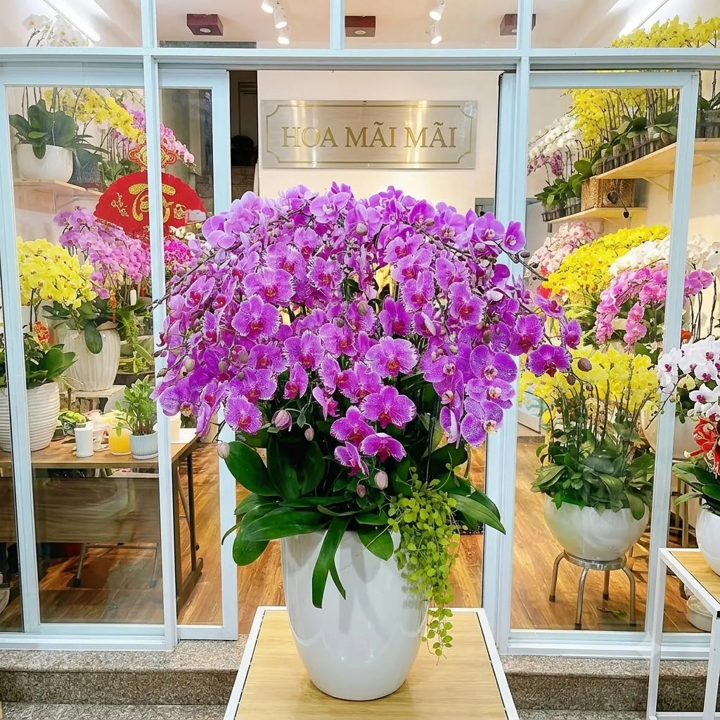 Chậu Lan Hồ Điệp Nổi Tiếng Trà Ôn, Vĩnh Long