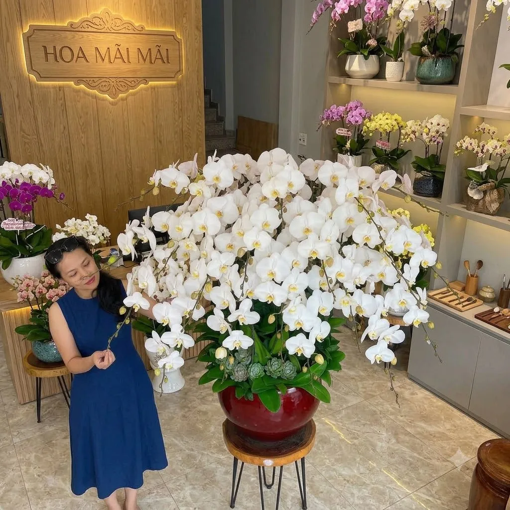Shop Lan Hồ Điệp Cao Cấp Na Hang, Tuyên Quang