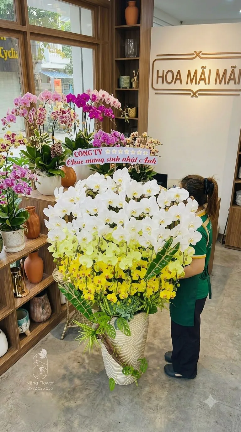 Chậu Lan Hồ Điệp Chất Lượng Gò Công Đông, Tiền Giang