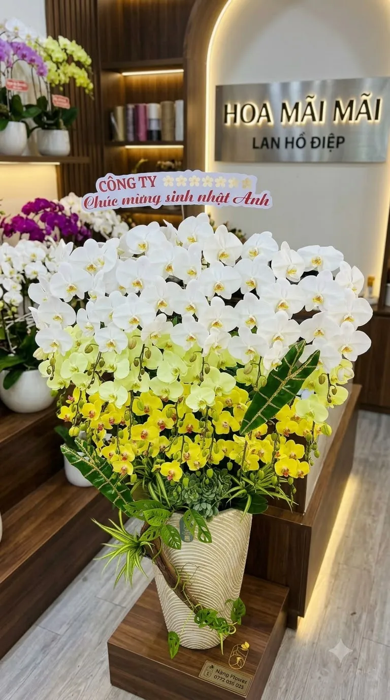 Chậu Lan Hồ Điệp Chất Lượng Gò Công Đông, Tiền Giang