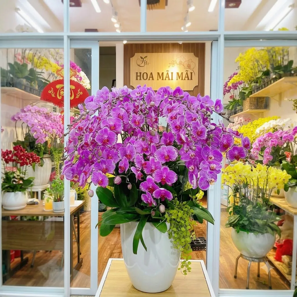 Chậu Lan Hồ Điệp Chất Lượng Gò Công Đông, Tiền Giang