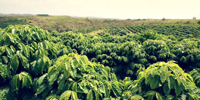 colombian coffee farm