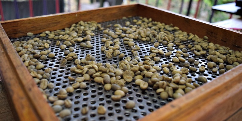 sorting green colombian coffee beans