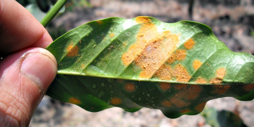 colombian coffee leaf rust