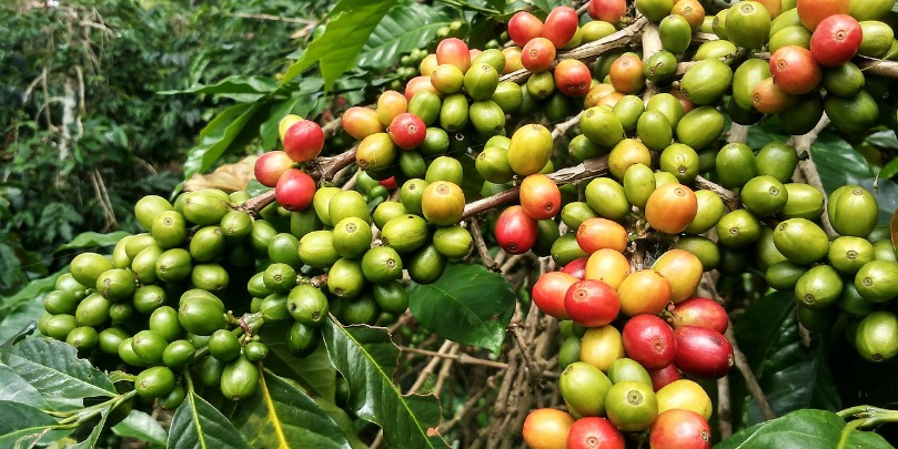 colombian coffee cherries at various stages of ripeness