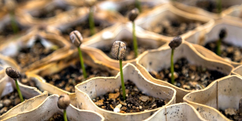 indonesian coffee beans sprouting