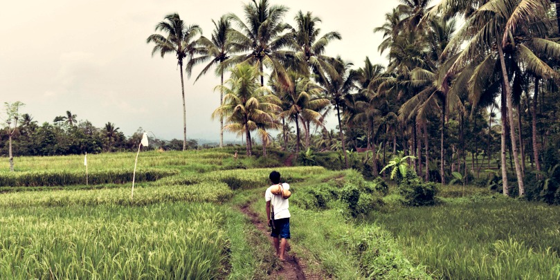 coffee farm in west java indonesia