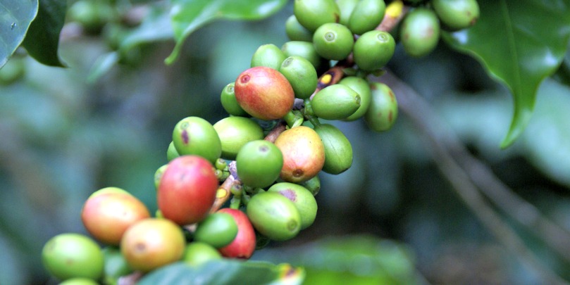 honduran coffee beans