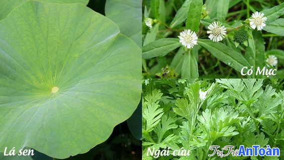 Bị Trĩ Ra Máu? TOP 4 Bài Thuốc Cầm Máu Bệnh Trĩ Tốt Nhất Từ Dân Gian