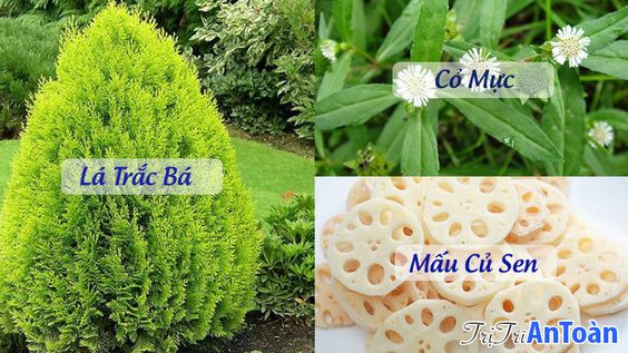 Bị Trĩ Ra Máu? TOP 4 Bài Thuốc Cầm Máu Bệnh Trĩ Tốt Nhất Từ Dân Gian