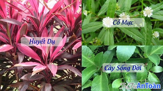 Bị Trĩ Ra Máu? TOP 4 Bài Thuốc Cầm Máu Bệnh Trĩ Tốt Nhất Từ Dân Gian