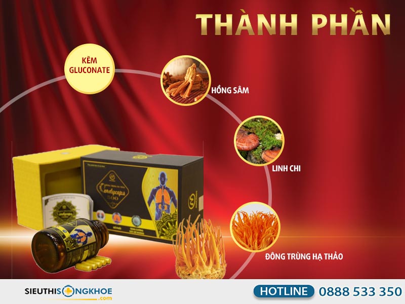 thành phần đông trùng hạ thảo cordyceps 500