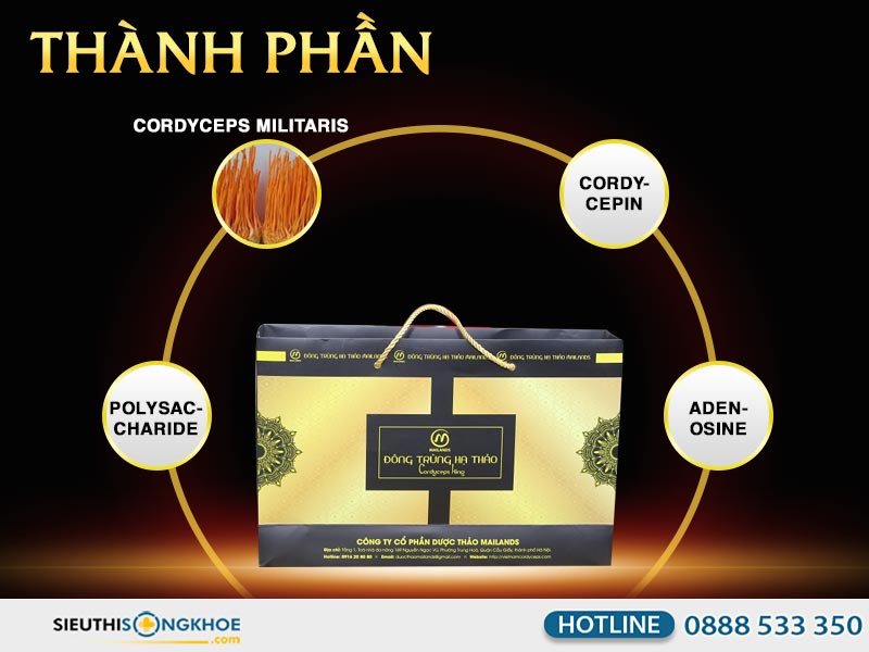 thành phần đông trùng hạ thảo cordyceps king