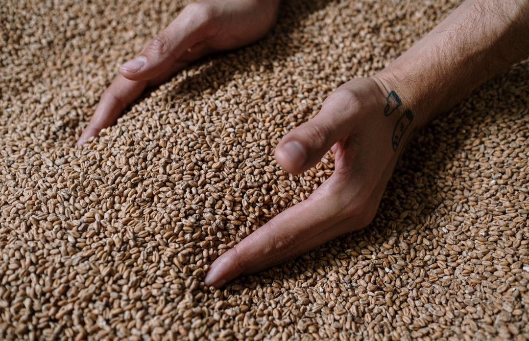 Hands in a heap of cereal grain