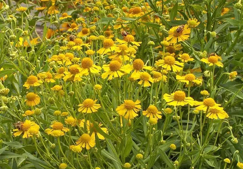 A Patch of Yellow Autumn Sneezeweed
