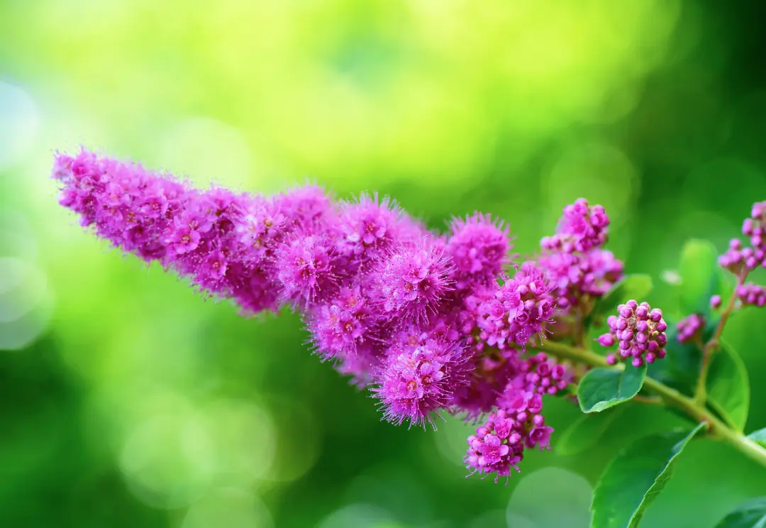 A steeplebush bloom, characterized by its long spiraling bulbous groups of small flowers of pink and magenta