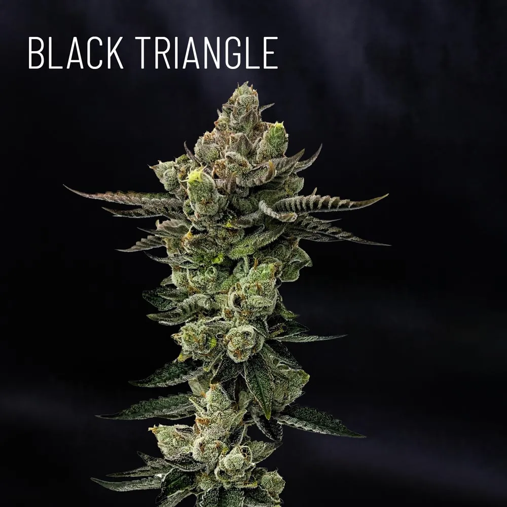 Black Triangle