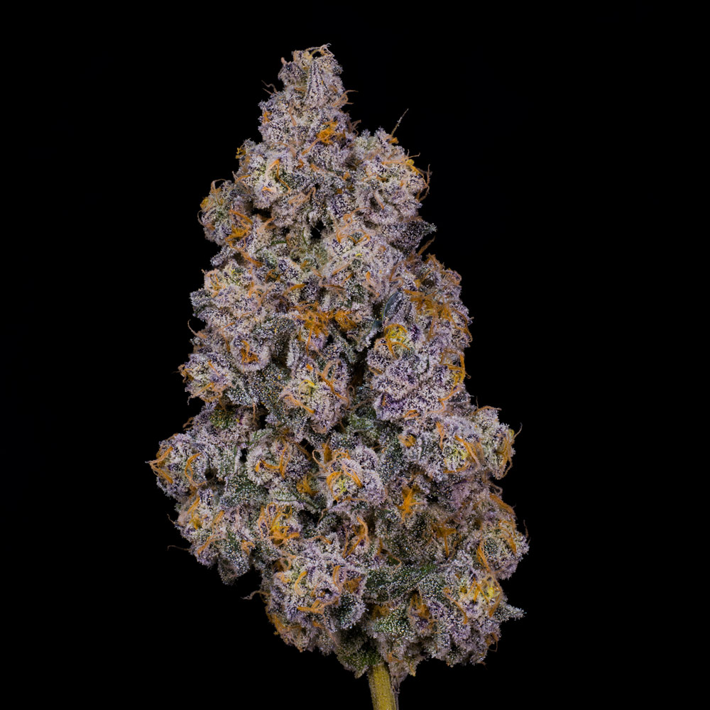 Bubblegum x Kush Mints