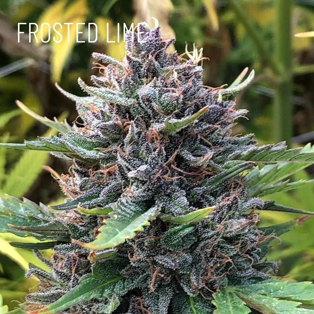 Frosted Lime CBD