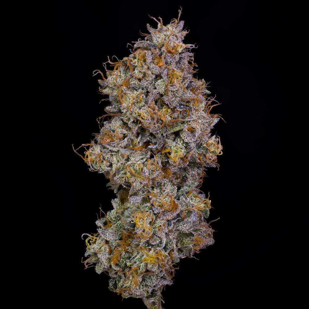 Lemon Cherry Gelato x Z Animal