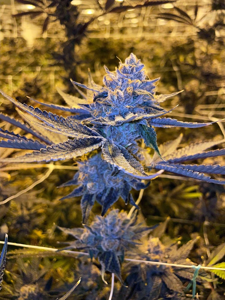 Lemon Cherry Gelato bx1