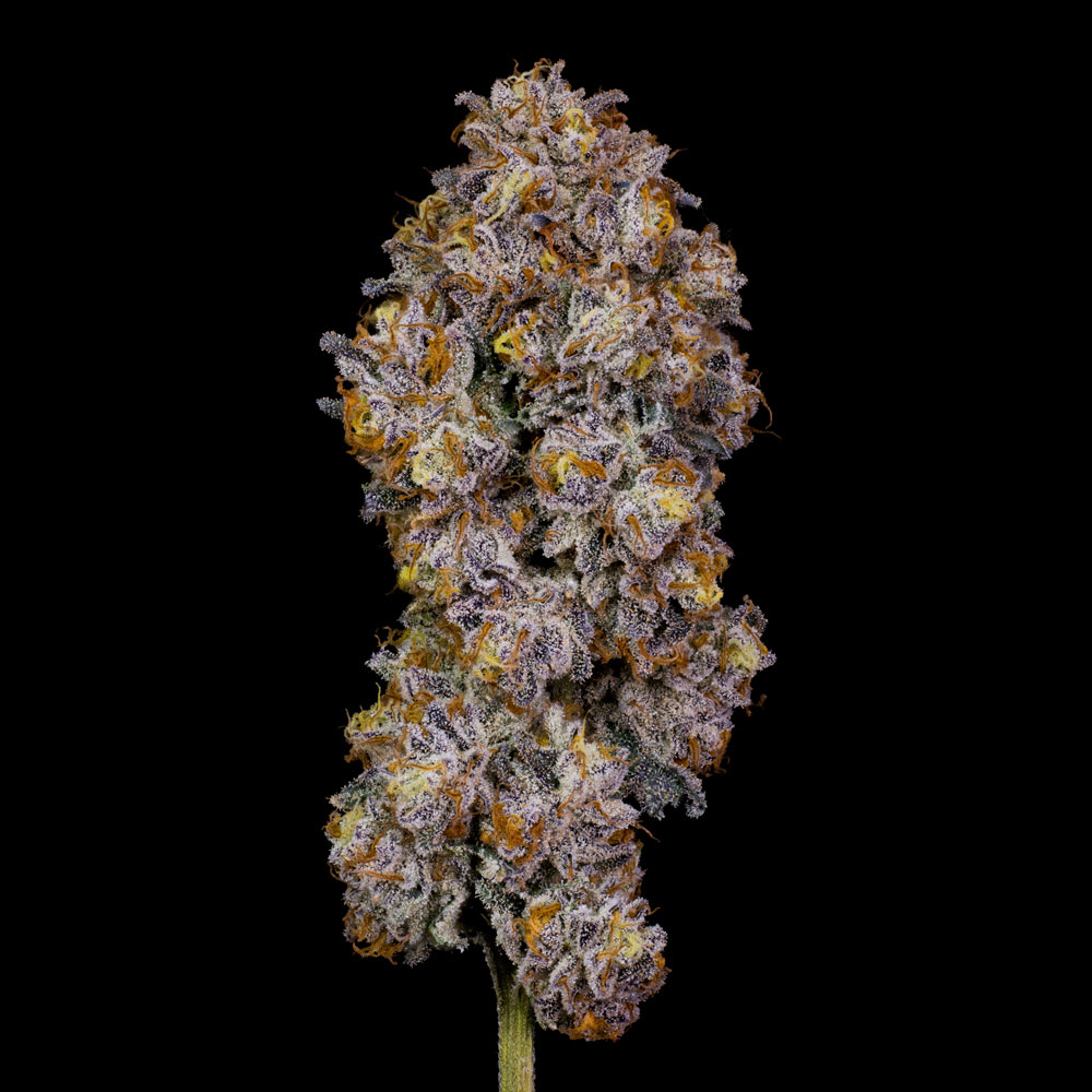 Permanent Marker bx1