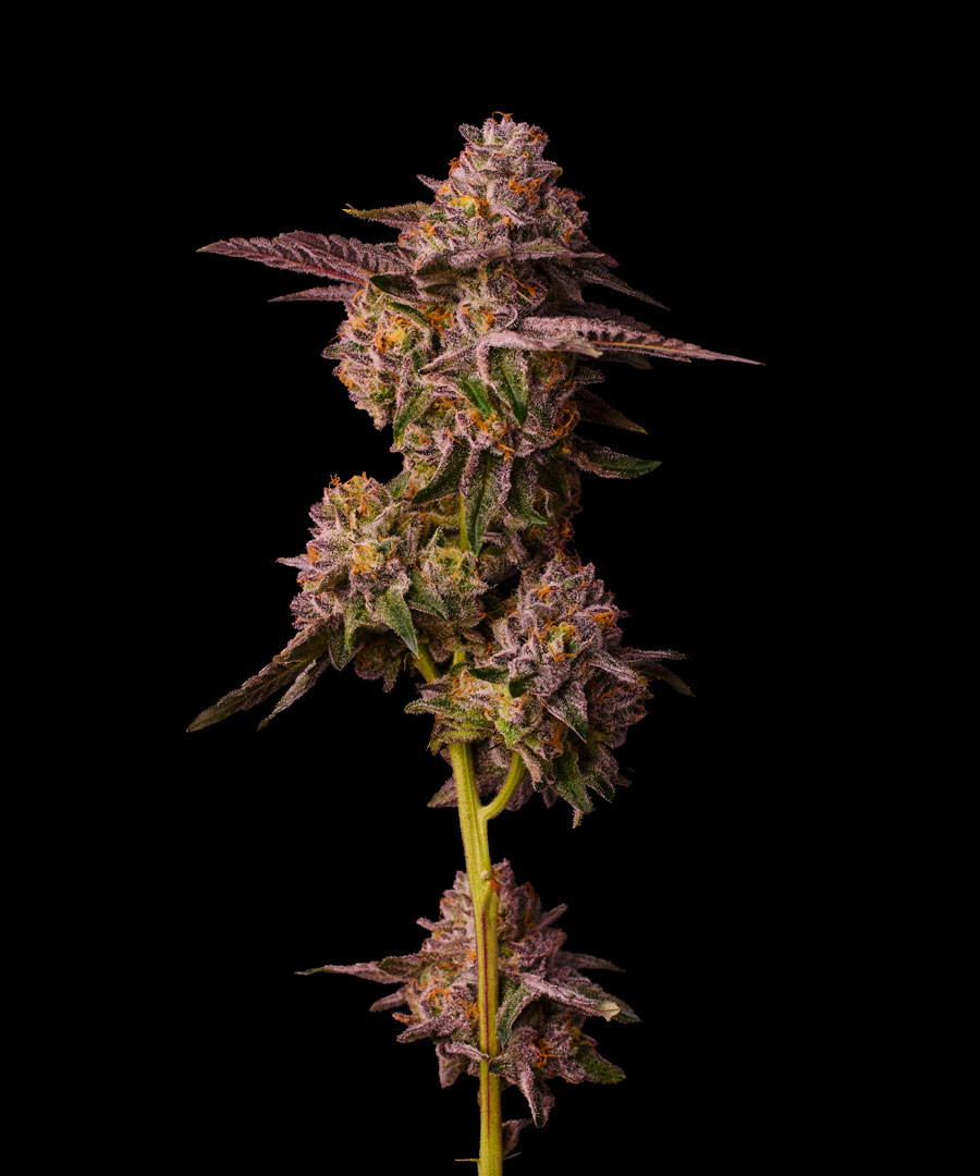 Permanent Marker bx1