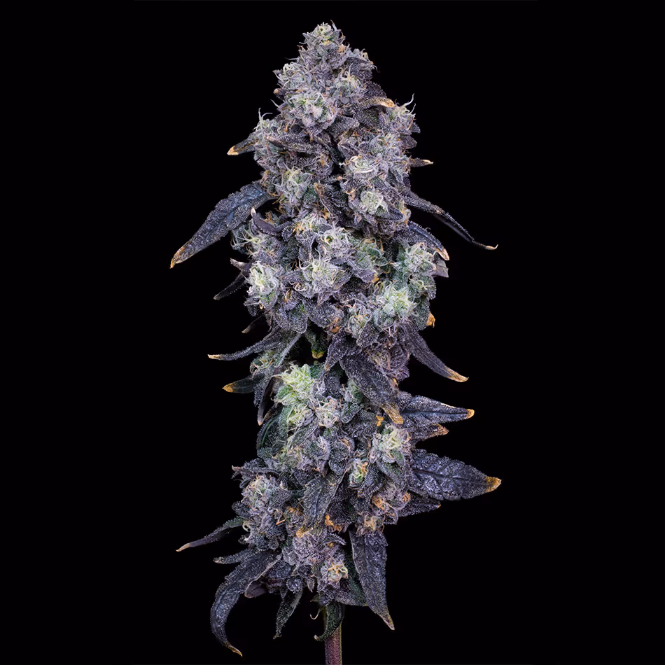 Runtz x Permanent Marker