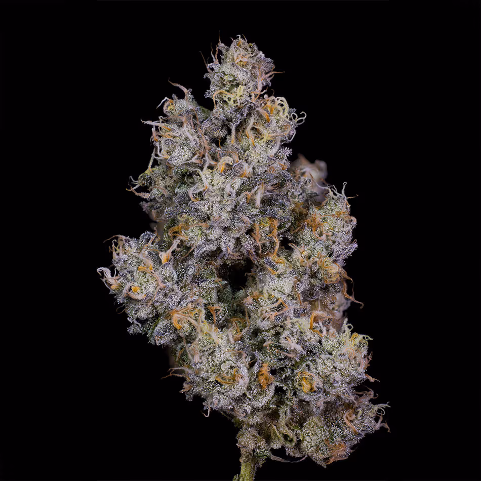 Runtz x Permanent Marker