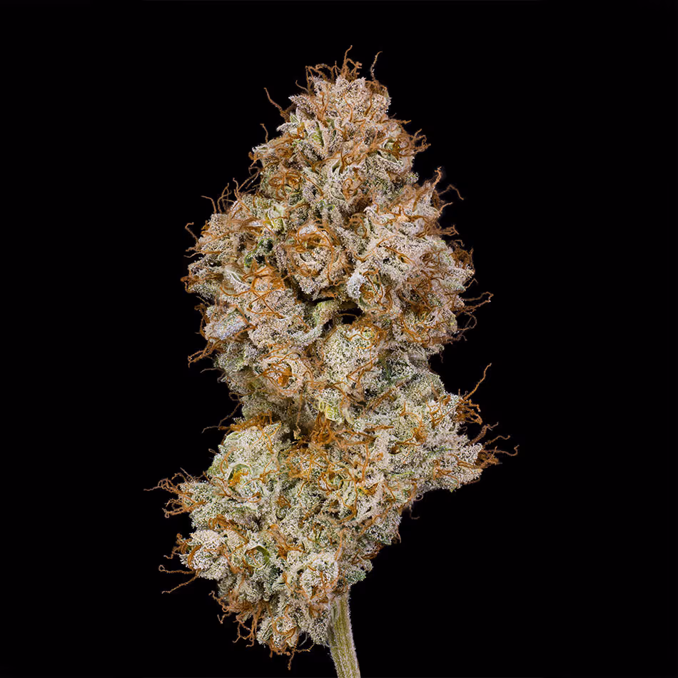 The White CBG - Triploid