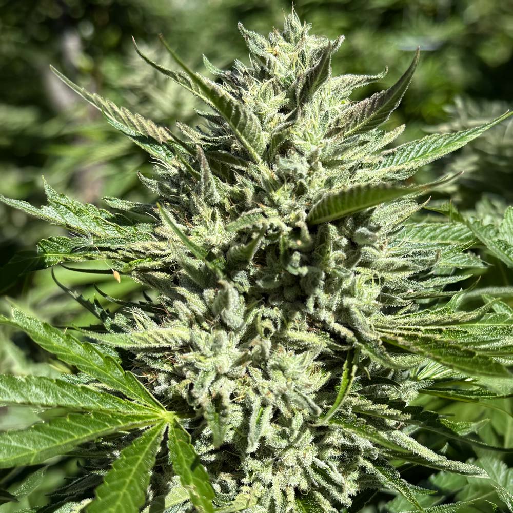 Skunk Gass