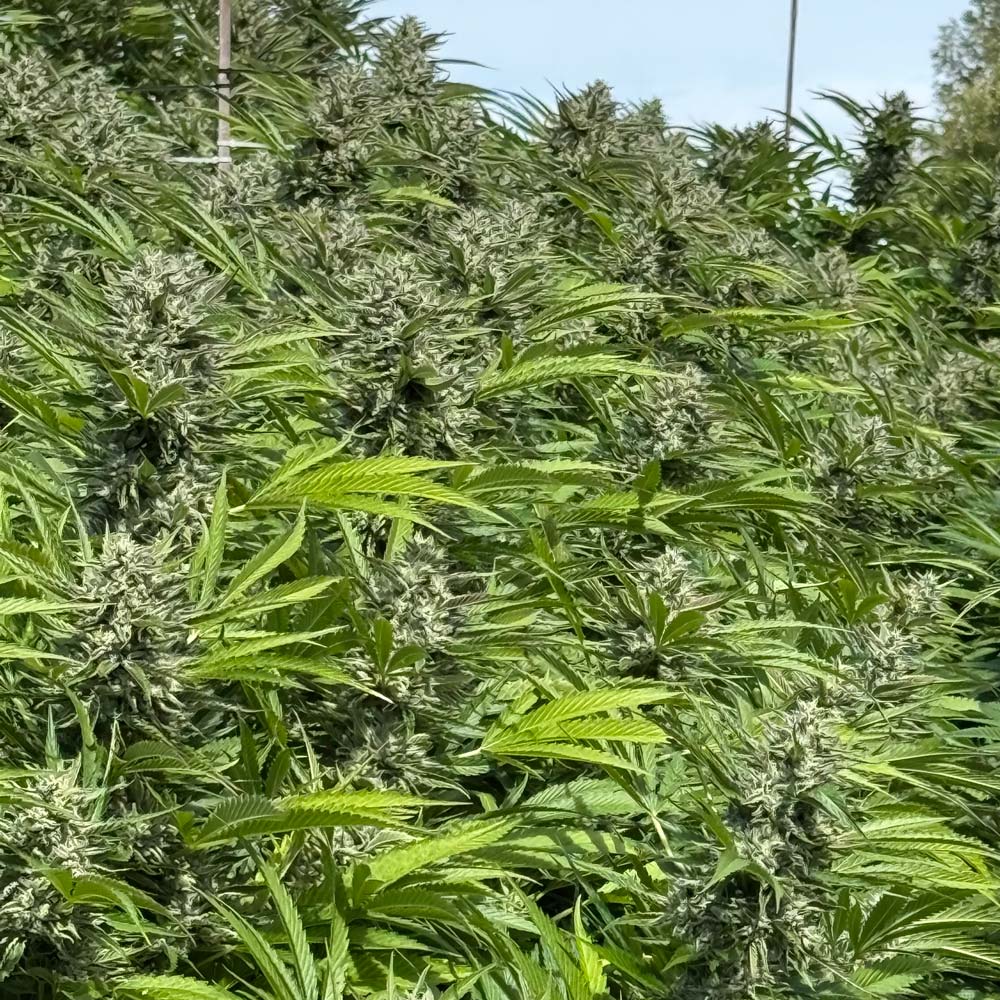 Skunk Gass