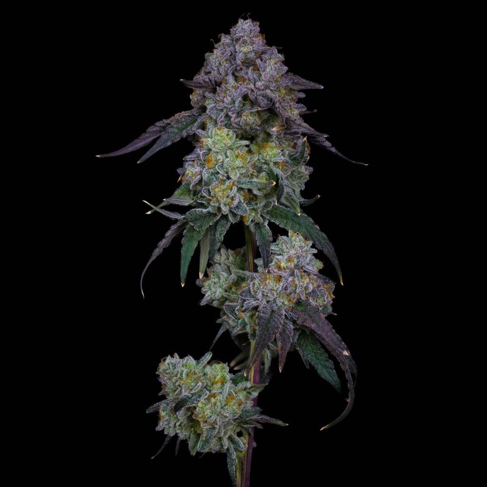 Pineapple Fruz x Red Eye