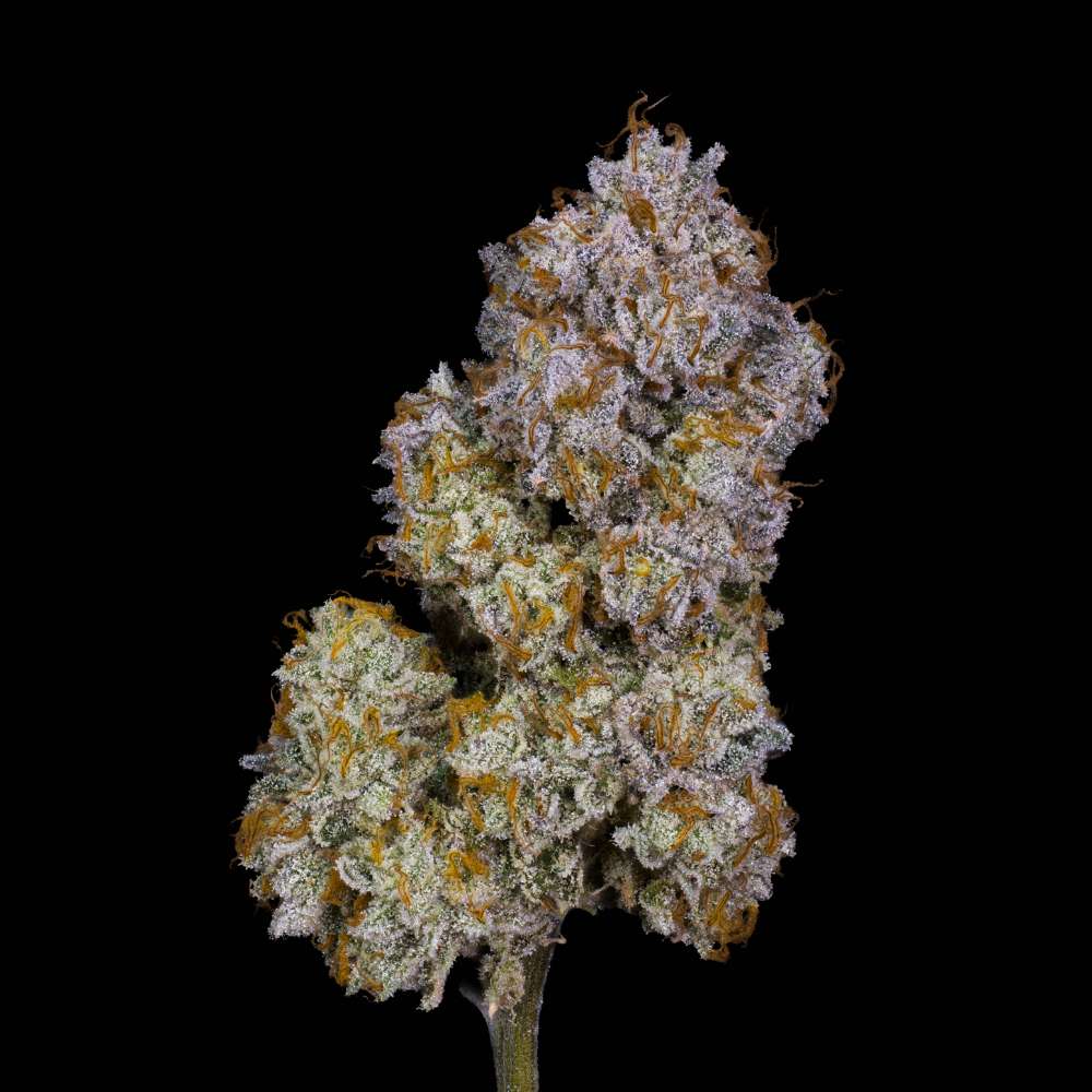 Pineapple Fruz x Red Eye