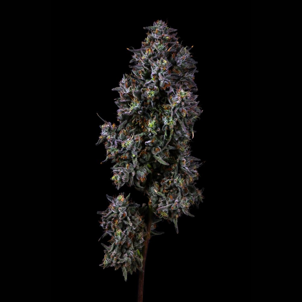 Skunk Gas