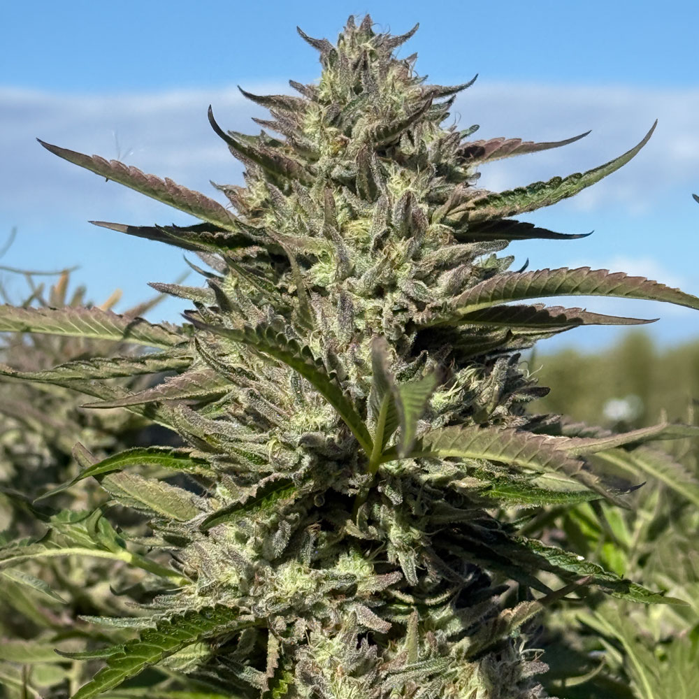 Skunk Gas