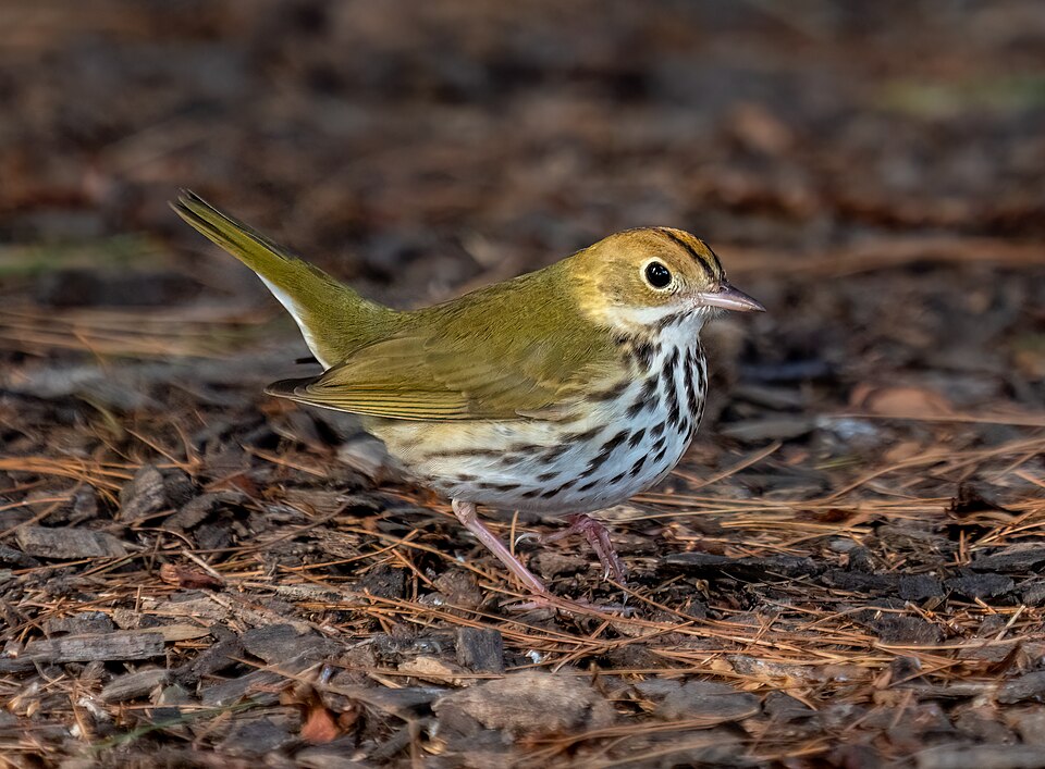 Ovenbird (Seiurus aurocapilla) on leaf litter in Prospect Park, Brooklyn