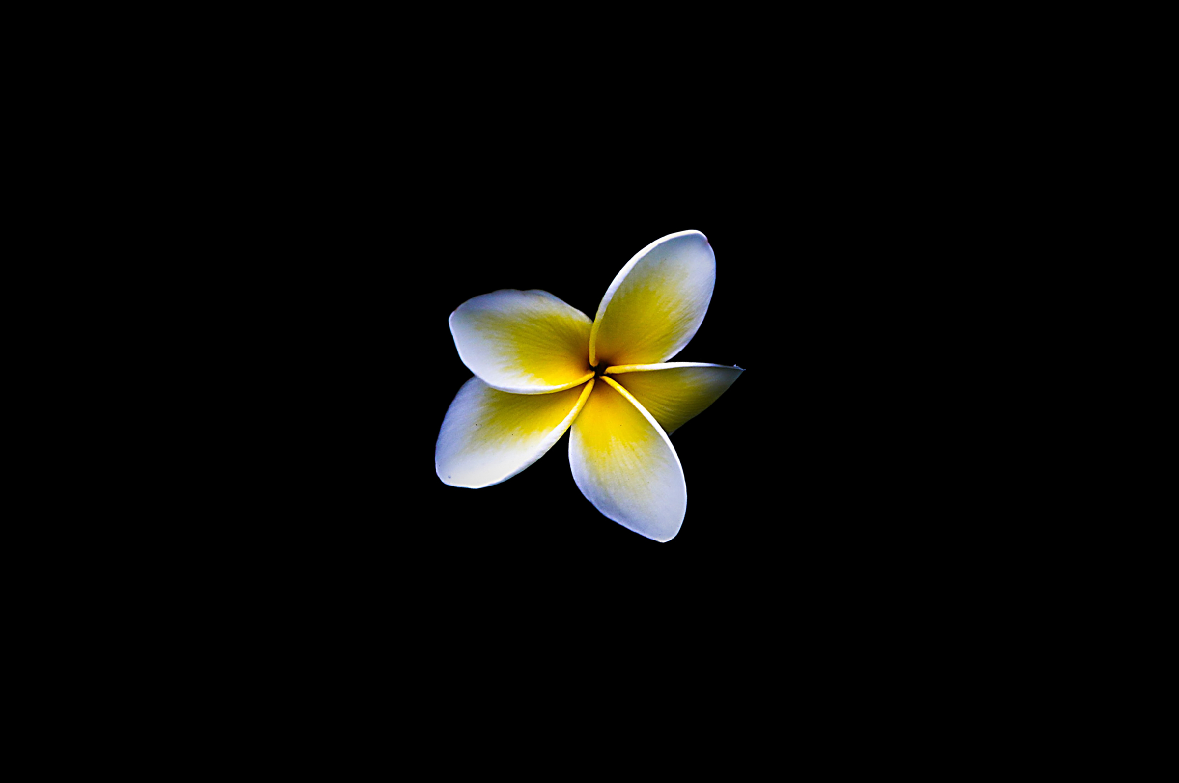 White/yellow petal flower on a black background. 