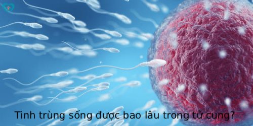 Tinh trùng sống được bao lâu trong tử cung