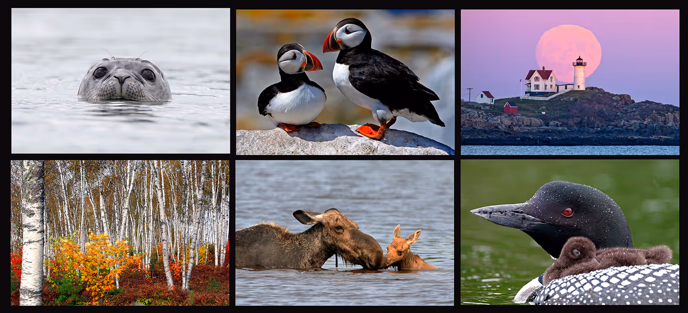 Lori A. Davis, Photographer