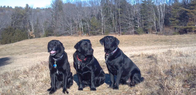 Two Salty Dogs Pet Outfitters