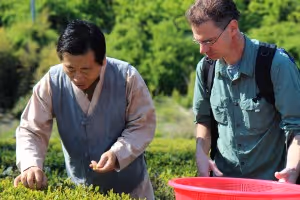 Teafarers