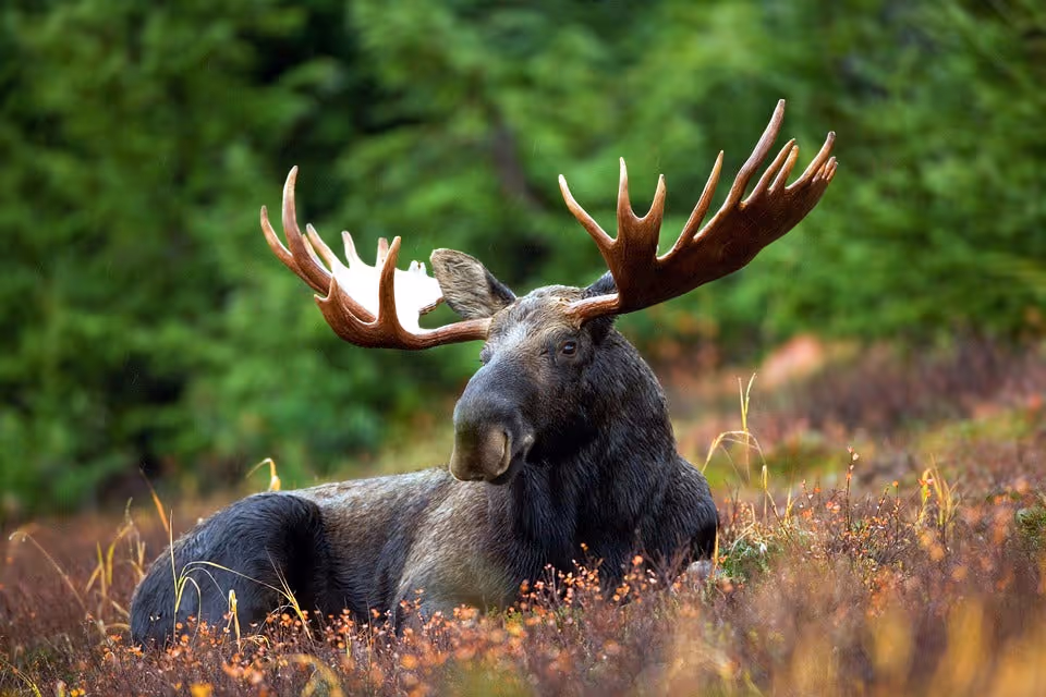 Bear Lodge Maine