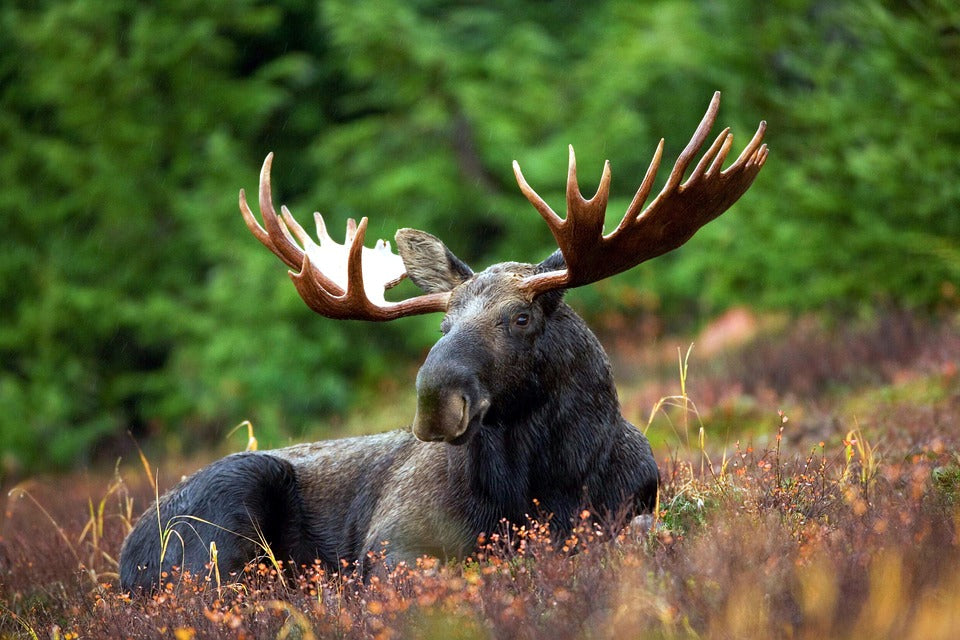 Bear Lodge Maine